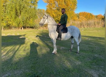 Ungersk sporthäst, Sto, 15 år, 165 cm, Vit
