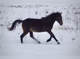 Ungersk sporthäst Blandning, Sto, 2 år, 144 cm, Mörkbrun