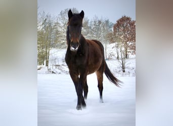 Ungersk sporthäst Blandning, Sto, 2 år, 144 cm, Mörkbrun