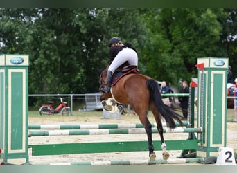 Ungersk sporthäst, Sto, 4 år, 158 cm, Brun