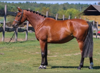 Ungersk sporthäst, Sto, 5 år, 158 cm, Brun