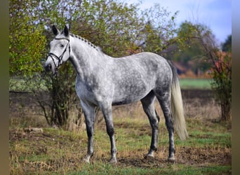 Ungersk sporthäst, Sto, 5 år, 168 cm, Grå