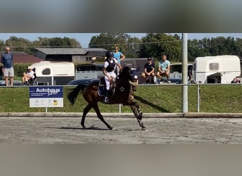 Ungersk sporthäst, Sto, 6 år, 164 cm, Brun