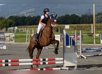 Ungersk sporthäst, Sto, 6 år, 164 cm, Brun