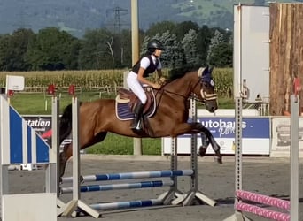 Ungersk sporthäst, Sto, 6 år, 164 cm, Brun