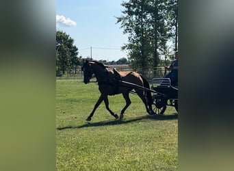 Ungersk sporthäst, Sto, 6 år, 165 cm, Brun