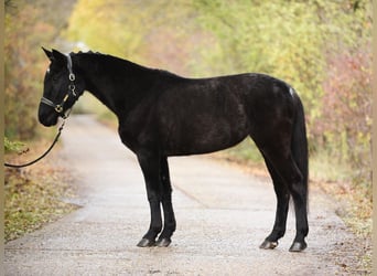 Ungersk sporthäst, Sto, 6 år, 165 cm, Svart