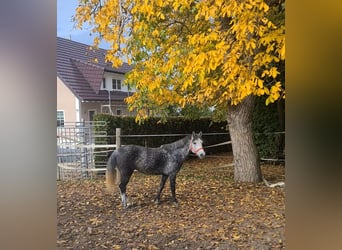 Ungersk sporthäst Blandning, Sto, 7 år, 145 cm