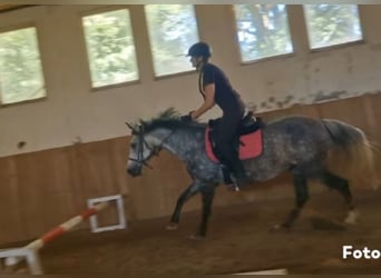 Ungersk sporthäst Blandning, Sto, 7 år, 145 cm
