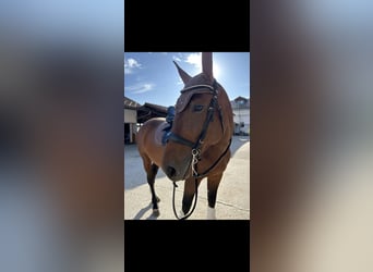 Ungersk sporthäst, Sto, 7 år, 168 cm, Brun