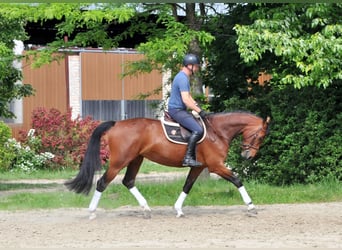 Ungersk sporthäst, Sto, 7 år, 172 cm, Brun
