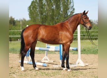 Ungersk sporthäst, Sto, 8 år, 165 cm, Brun