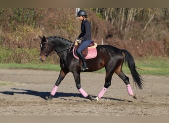 Ungersk sporthäst, Sto, 8 år, 170 cm, Mörkbrun