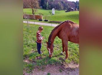 Ungersk sporthäst, Sto, 9 år, 160 cm, fux