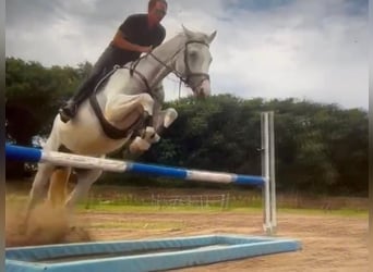 Ungersk sporthäst, Sto, 9 år, 165 cm, Grå