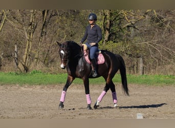 Ungersk sporthäst, Sto, 9 år, 170 cm, Mörkbrun