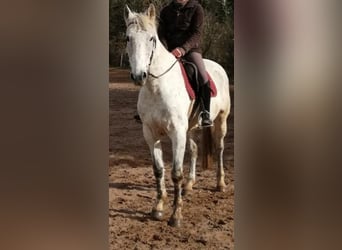 Ungersk sporthäst Blandning, Valack, 11 år, 168 cm, Grå-flugskimmel