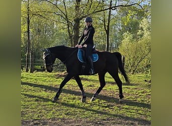 Ungersk sporthäst Blandning, Valack, 11 år, 171 cm, Mörkbrun