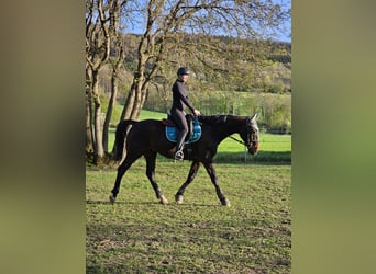 Ungersk sporthäst Blandning, Valack, 11 år, 171 cm, Mörkbrun