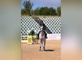Ungersk sporthäst, Valack, 13 år, 171 cm, Grå