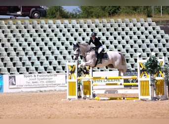 Ungersk sporthäst, Valack, 13 år, 171 cm, Grå