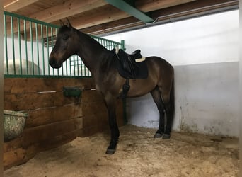 Ungersk sporthäst Blandning, Valack, 14 år, 160 cm, Mörkbrun
