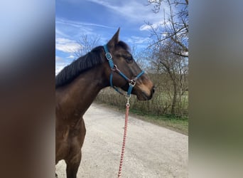 Ungersk sporthäst Blandning, Valack, 14 år, 160 cm, Mörkbrun