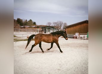 Ungersk sporthäst Blandning, Valack, 14 år, 160 cm, Mörkbrun