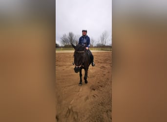 Ungersk sporthäst, Valack, 4 år, 155 cm, Rökfärgad svart