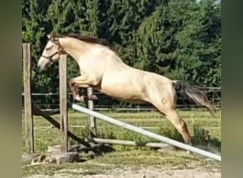 Ungersk sporthäst, Valack, 4 år, 165 cm, Gulbrun