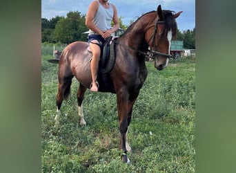 Ungersk sporthäst Blandning, Valack, 5 år, 160 cm, Brun