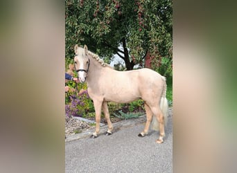 Ungersk sporthäst Blandning, Valack, 6 år, 115 cm, Palomino