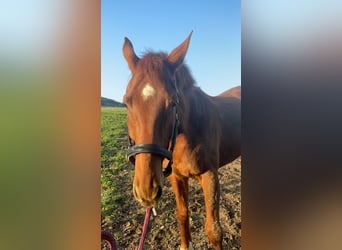 Ungersk sporthäst, Valack, 6 år, 162 cm, Fux