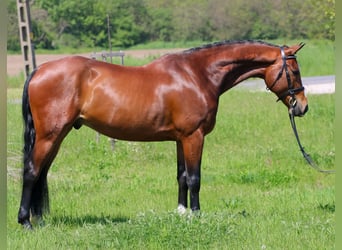 Ungersk sporthäst, Valack, 6 år, 165 cm, Brun