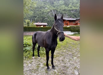 Ungersk sporthäst, Valack, 6 år, 165 cm, Svart
