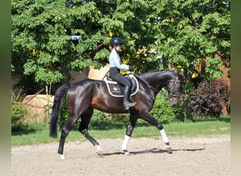 Ungersk sporthäst, Valack, 6 år, 172 cm, Mörkbrun