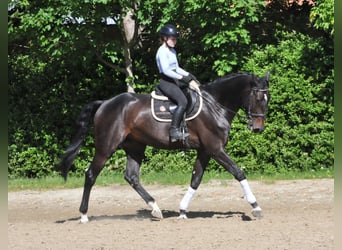 Ungersk sporthäst, Valack, 6 år, 172 cm, Mörkbrun