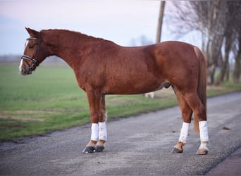 Ungersk sporthäst, Valack, 7 år, 148 cm, Fux