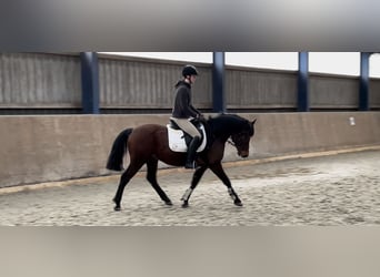 Ungersk sporthäst, Valack, 8 år, 155 cm, Brun
