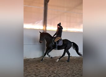 Ungersk sporthäst Blandning, Valack, 8 år, 160 cm, Mörkbrun