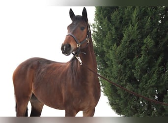 Ungersk sporthäst, Valack, 8 år, 164 cm, Brun
