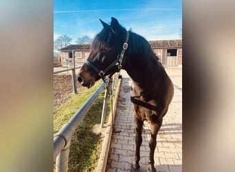 Ungersk sporthäst, Valack, 9 år, 146 cm, Rökfärgad svart