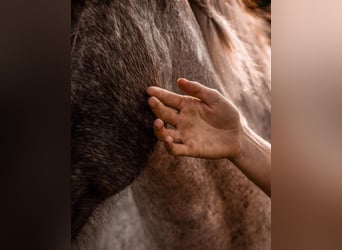 Unterstützung im Stall- und Hofalltag (Raum Leipzig)