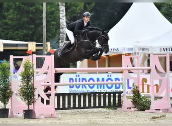 KWPN, Hengst, 10 Jahre, 171 cm, Rappe