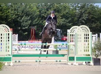 KWPN, Hengst, 10 Jahre, 171 cm, Rappe