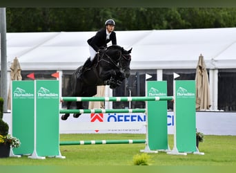 KWPN, Hengst, 10 Jahre, 171 cm, Rappe