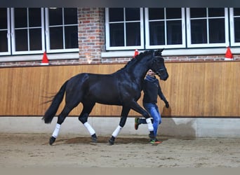 KWPN, Hengst, 10 Jahre, 171 cm, Rappe