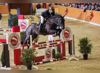 KWPN, Hengst, 10 Jahre, 171 cm, Rappe