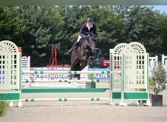 KWPN, Hengst, 10 Jahre, 171 cm, Rappe