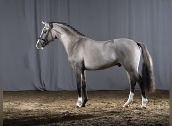 Deutsches Reitpony, Hengst, 6 Jahre, 146 cm, Grullo